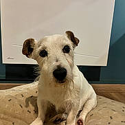 Jazz a rejoint le concours — aidez-le/la à gagner de superbes lots ! dog, pet, indoor, bed, furniture, animal, white, brown, small, cute, fur, ears, eyes, nose, floor, wall, heater, comfort, resting, looking