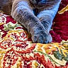 animal, bedroom, cat, closeup, colorful, cozy, domestic_cat, fabric, feline, gray_cat, indoor, lamp, paws, pet, quilt, relaxed, resting, soft_light, stretching, whiskers