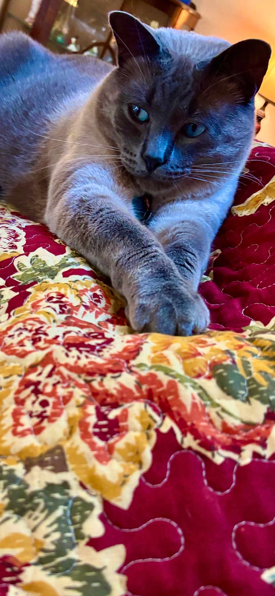 Mickey is registered to the contest to win money with this photo: cat, gray_cat, pet, indoor, quilt, colorful, fabric, stretching, relaxed, cozy, feline, whiskers, paws, bedroom, lamp, soft_light, closeup, animal, domestic_cat, resting