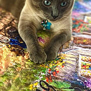 Mickey Blue Eyes joined the competition — help win amazing prizes! cat, pet, blue_eyes, quilt, bed, paws, fur, indoor, close_up, portrait, collar, tag, domestic_cat, lounging, shallow_depth_of_field, colorful, home, feline, whiskers, cozy