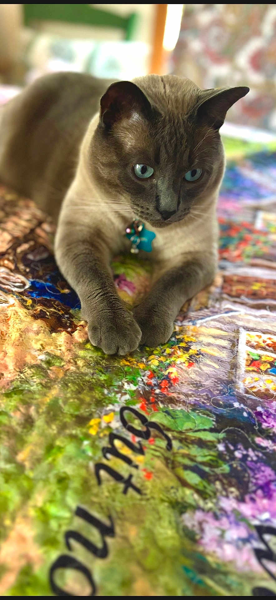 Mickey Blue Eyes joined the competition — help win amazing prizes! cat, pet, blue_eyes, quilt, bed, paws, fur, indoor, close_up, portrait, collar, tag, domestic_cat, lounging, shallow_depth_of_field, colorful, home, feline, whiskers, cozy