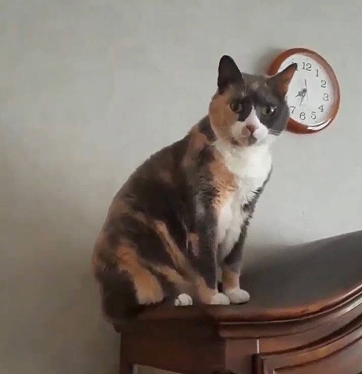 Luna participe au concours pour gagner de l'argent avec cette photo : canidae, carnivore, cat, cat_supply, clock, comfort, domestic_short_haired_cat, felidae, flowerpot, fur, hardwood, houseplant, paw, pet_supply, sitting, small_to_medium_sized_cats, snout, tail, whiskers, wood