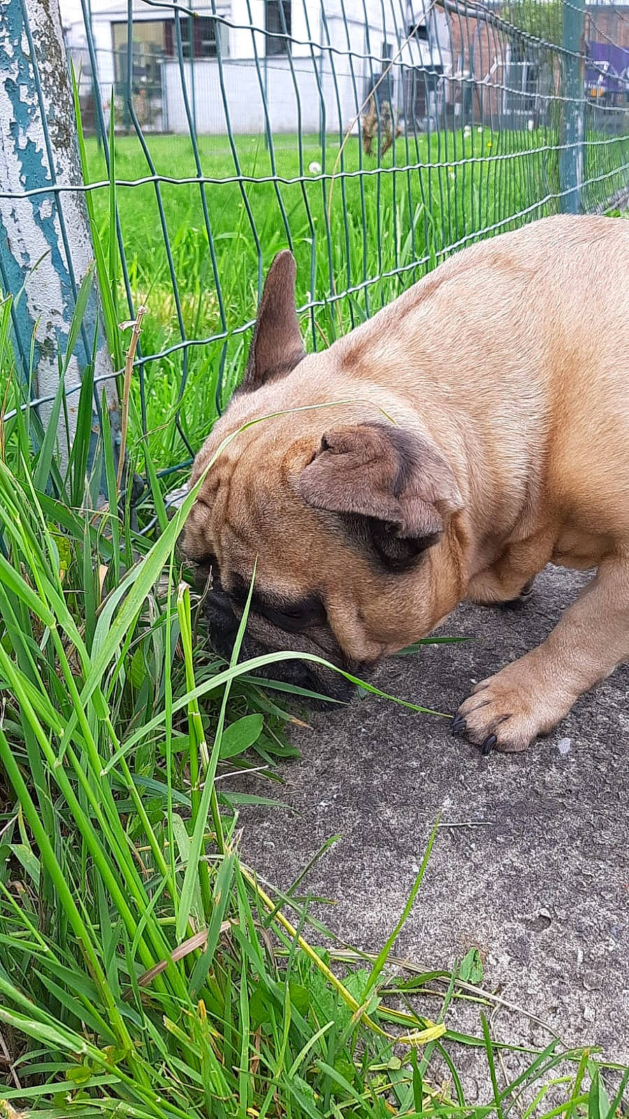 Baloo participe au concours pour gagner de l'argent avec cette photo : canidae, carnivore, comfort, dog_breed, fawn, felidae, fence, fur, grass, groundcover, indian_rhinoceros, liver, plant, snout, sporting_group, tail, terrestrial_animal, whiskers, wildlife, wrinkle