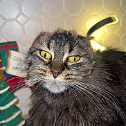 Sissy is registered to the contest to win money with this photo: cat, tabby, yellow_eyes, whiskers, close_up, fluffy, feline, indoor, tile_wall, festive, holiday_decoration, curious, pet, animal, face, fur, cute, domestic_cat, background, decor