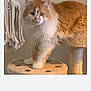 animal, cat, cat_tree, cozy, curious, decor, ears, feline, fluffy_cat, furniture, home, indoor, looking, macrame, orange_cat, paws, perched, pet, whiskers, white_cat