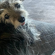 Teddy joined the competition — help win amazing prizes! animal, cat, companion, couch, cozy, cute, dog, domestic, fur, furniture, furry, home, indoor, living_room, orange_cat, pet, relaxed, resting, scruffy_dog, tongue