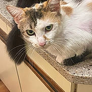 Fluffy Bear joined the competition — help win amazing prizes! animal, calico, cat, close_up, countertop, curious, cute, domestic_cat, feline, fur, green_eyes, household, indoor, kitchen, looking, mammal, pet, resting, tail, whiskers