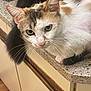 animal, calico, cat, close_up, countertop, curious, cute, domestic_cat, feline, fur, green_eyes, household, indoor, kitchen, looking, mammal, pet, resting, tail, whiskers