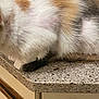 animal, black, calico, cat, close_up, countertop, cute, domestic, fluffy, fur, indoor, kitchen, orange, pet, resting, soft, tail, texture, whiskers, white