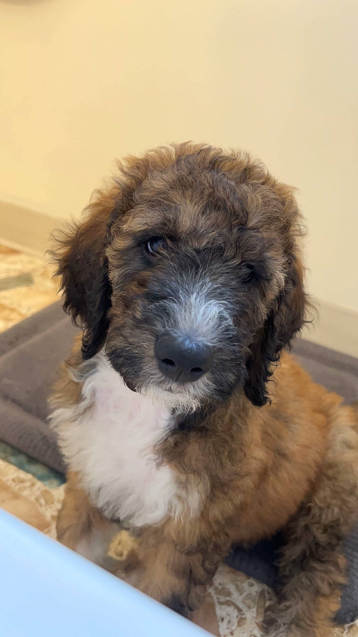 Brutus joined the competition — help win amazing prizes! canidae, carnivore, companion_dog, dog, dog_breed, fur, liver, snout, sporting_group, terrestrial_animal, terrier, toy_dog, water_dog, working_animal