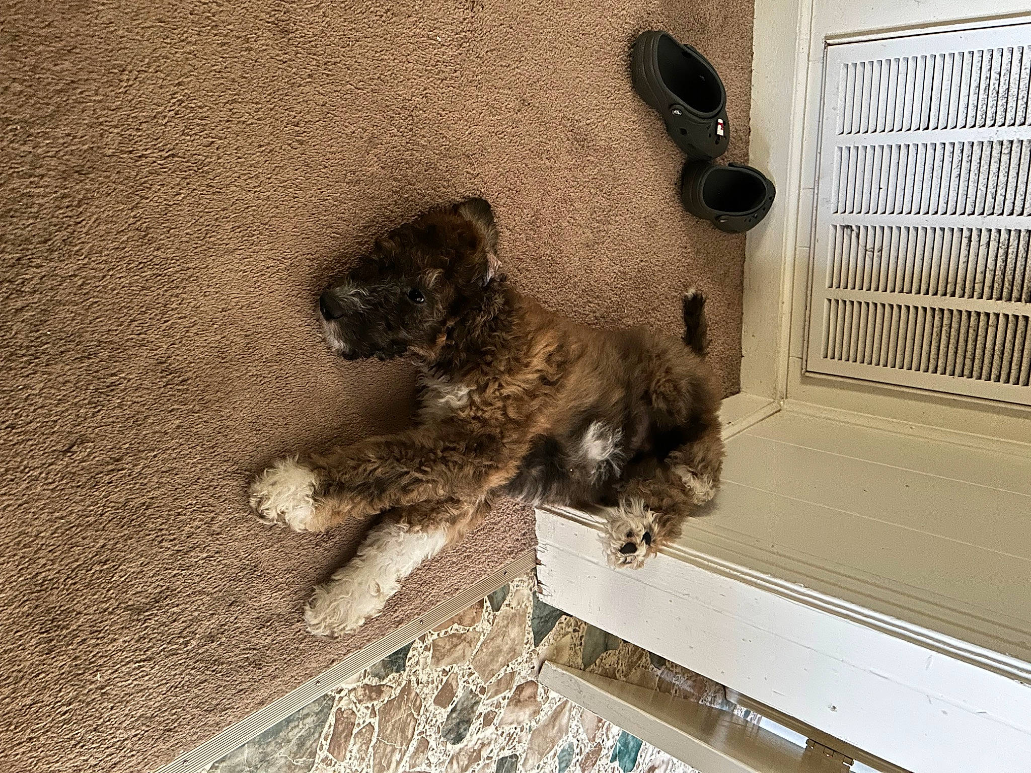 Brutus is registered to the contest to win money with this photo: canidae, carnivore, companion_dog, dog_breed, door, fawn, fur, pet_supply, sporting_group, tail, window, wood