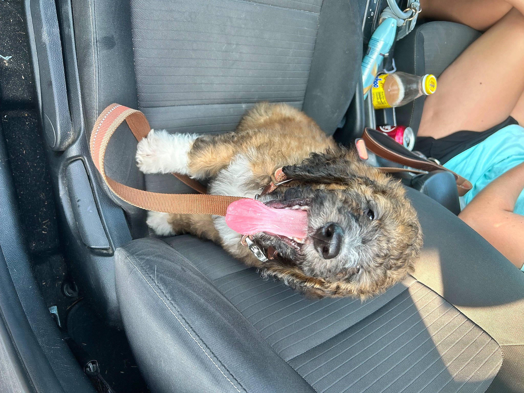 Brutus is registered to the contest to win money with this photo: auto_part, automotive_exterior, bumper, car, car_seat, carnivore, comfort, companion_dog, dog, dog_breed, family_car, felidae, fur, motor_vehicle, snout, sporting_group, trunk, vehicle, vehicle_door, windshield