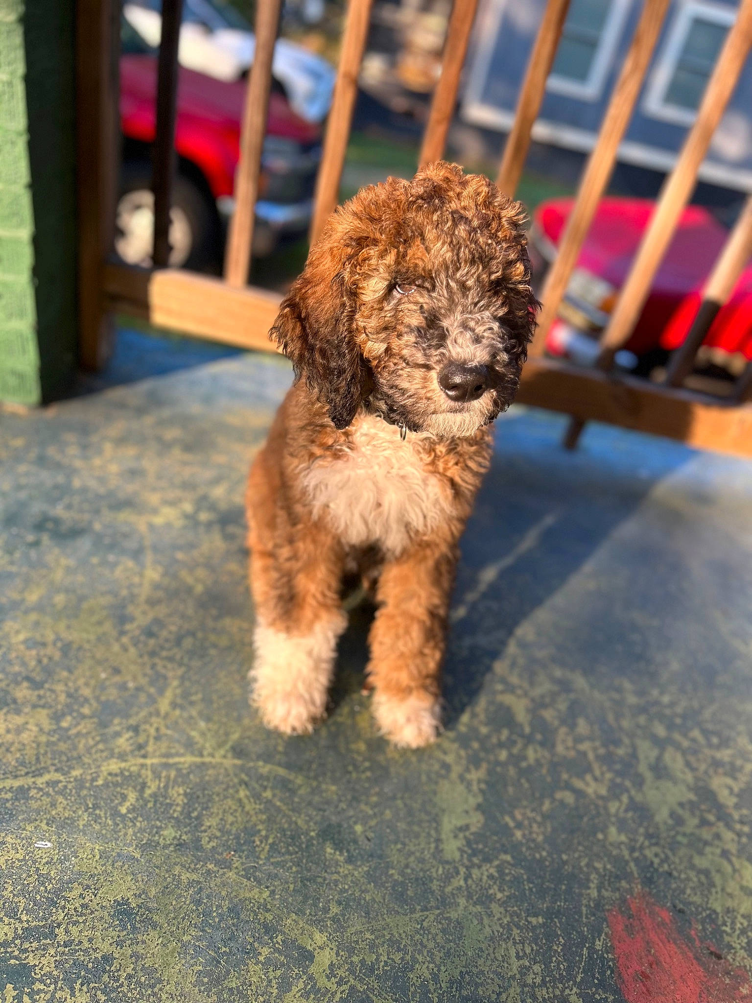 Brutus joined the competition — help win amazing prizes! canidae, carnivore, companion_dog, dog, dog_breed, fawn, fur, labradoodle, liver, non_sporting_group, poodle, poodle_crossbreed, snout, sporting_group, tail, terrier, tire, toy_dog, water_dog, working_animal