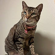 June joined the competition — help win amazing prizes! bell, cat, close_up, collar, curious, ears, fur, furniture, green_eyes, heart_tag, indoor, paws, pet, portrait, shelf, sitting, tabby_cat, tail, wall_background, whiskers