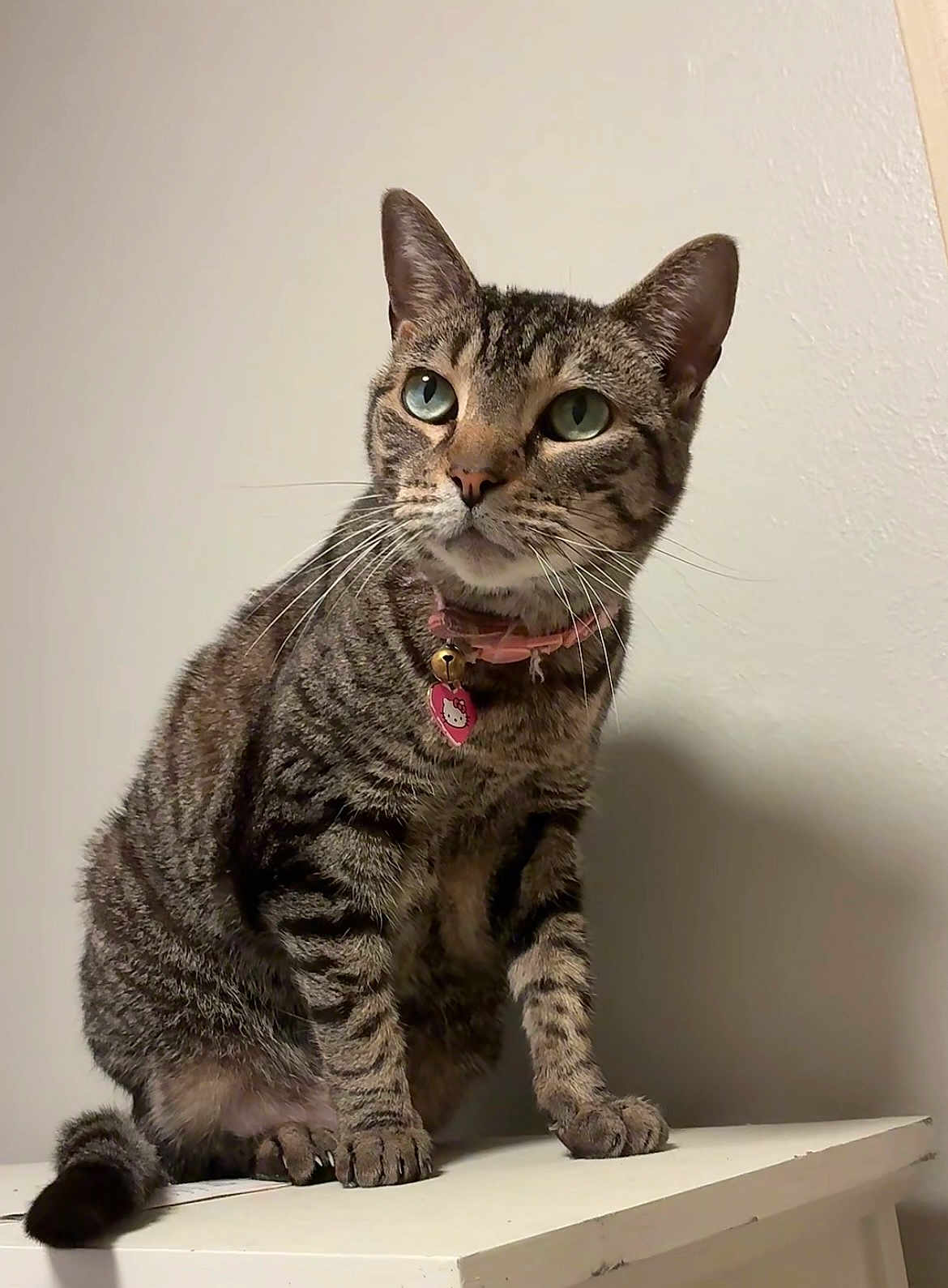 June joined the competition — help win amazing prizes! bell, cat, close_up, collar, curious, ears, fur, furniture, green_eyes, heart_tag, indoor, paws, pet, portrait, shelf, sitting, tabby_cat, tail, wall_background, whiskers