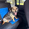 dog, pet, animal, car, vehicle, back_seat, harness, tongue_out, sitting, portrait, indoors, travel, daylight, sunlight, window, greenery, blue_seat_cover, black_interior, happy, cute