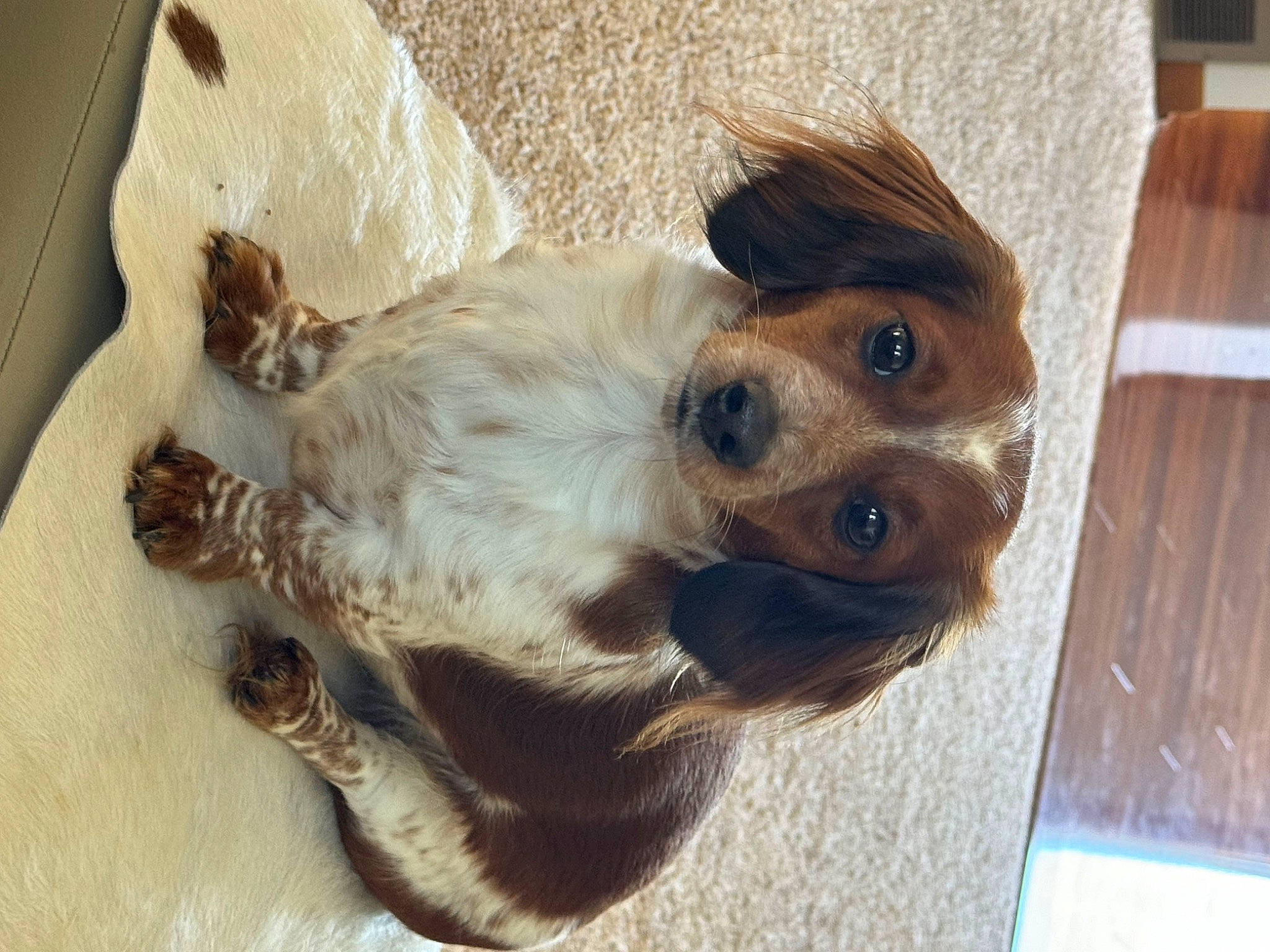 Gypsy is registered to the contest to win money with this photo: canidae, carnivore, companion_dog, dog, dog_breed, ear, fawn, fur, liver, paw, sporting_group, toy_dog, whiskers, wood, working_animal