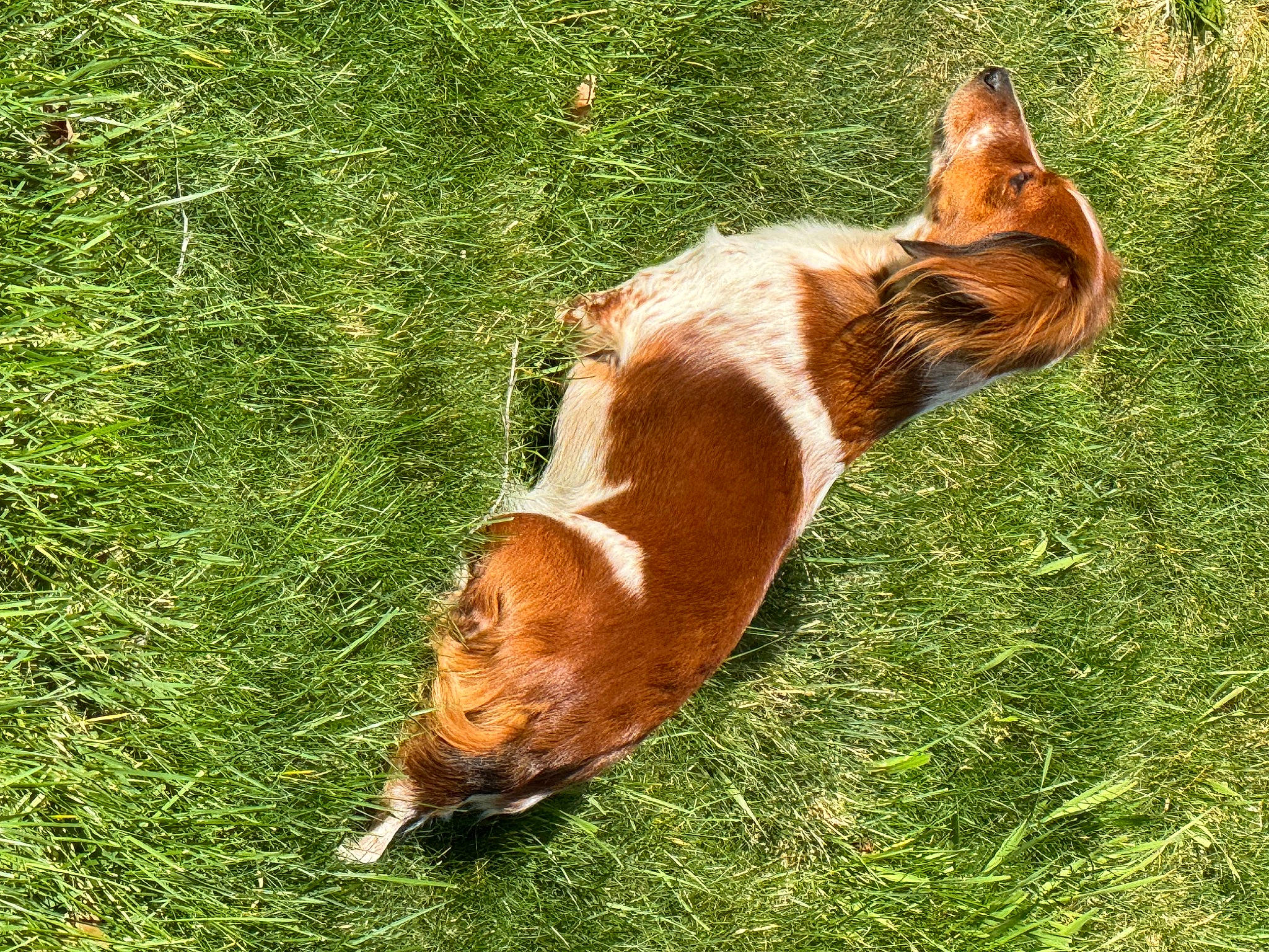 Gypsy is registered to the contest to win money with this photo: canidae, carnivore, companion_dog, dog, dog_breed, dog_sports, fawn, grass, grass_family, grassland, hound, hunting_dog, liver, non_sporting_group, pasture, plant, sporting_group, tail, terrestrial_animal, whiskers