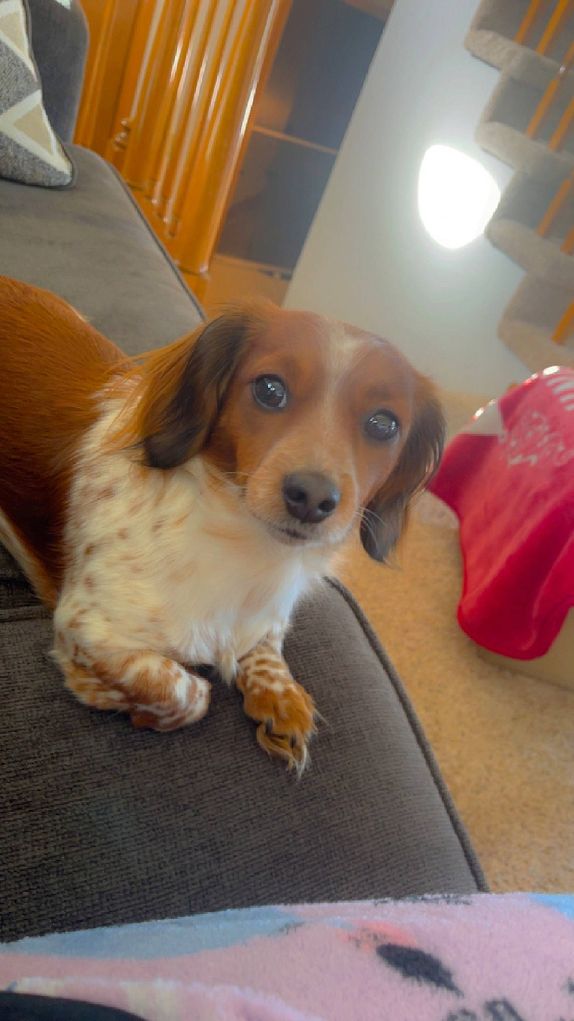 Gypsy joined the competition — help win amazing prizes! canidae, carnivore, chair, companion_dog, couch, dog, dog_breed, door, fawn, floor, flooring, fur, hardwood, hound, paw, spaniel, sporting_group, toy_dog, whiskers, wood