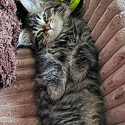 Aster a rejoint le concours — aidez-le/la à gagner de superbes lots ! kitten, cat, fluffy, fur, paws, blanket, texture, cozy, relaxed, indoor, pet, animal, cute, lying_down, brushing_tool, green, soft, sleepy, whiskers, ears