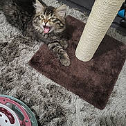 Aster a rejoint le concours — aidez-le/la à gagner de superbes lots ! animal, carpet, cat, claws, cozy, cute, ears, feline, fur, home, indoor, kitten, mouth_open, paw, pet, playing, scratching_post, tabby, toy, whiskers