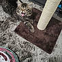 animal, carpet, cat, claws, cozy, cute, ears, feline, fur, home, indoor, kitten, mouth_open, paw, pet, playing, scratching_post, tabby, toy, whiskers