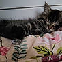cat, kitten, sleeping, fluffy, paw, bed, blanket, floral, pattern, cozy, rest, fur, cute, animal, pet, indoor, relax, comfort, soft, peaceful