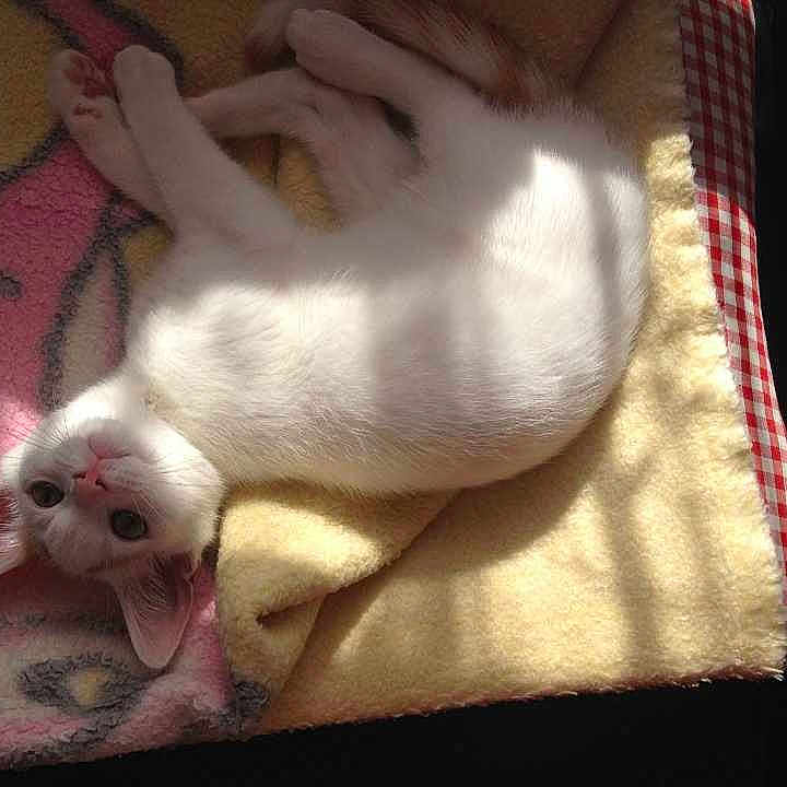 Billa