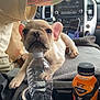 puppy, dog, french_bulldog, water_bottle, car_interior, tattoo, arm, drink_bottle, orange_mango, cup_holder, dashboard, seat, clothing, pet, animal, closeup, resting, cute, travel, companion