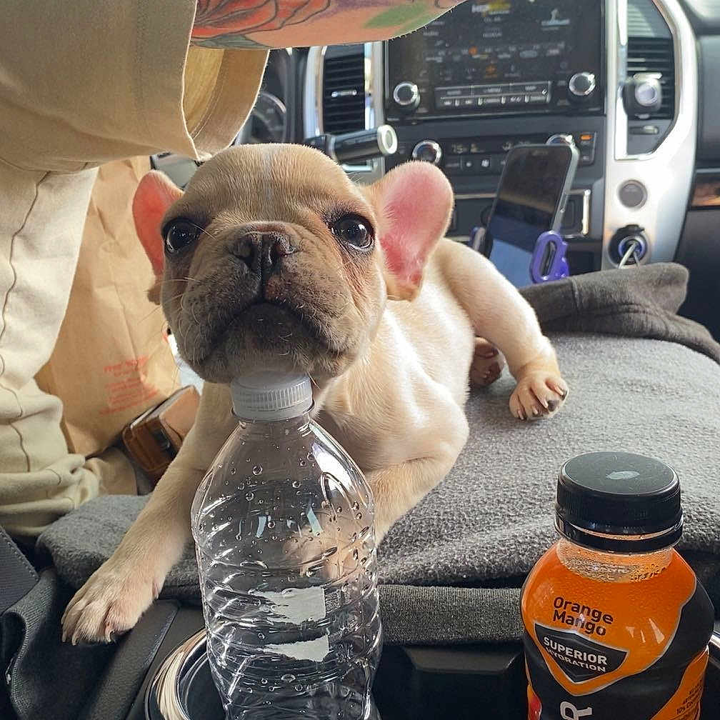 Milo joined the competition — help win amazing prizes! animal, arm, car_interior, closeup, clothing, companion, cup_holder, cute, dashboard, dog, drink_bottle, french_bulldog, orange_mango, pet, puppy, resting, seat, tattoo, travel, water_bottle