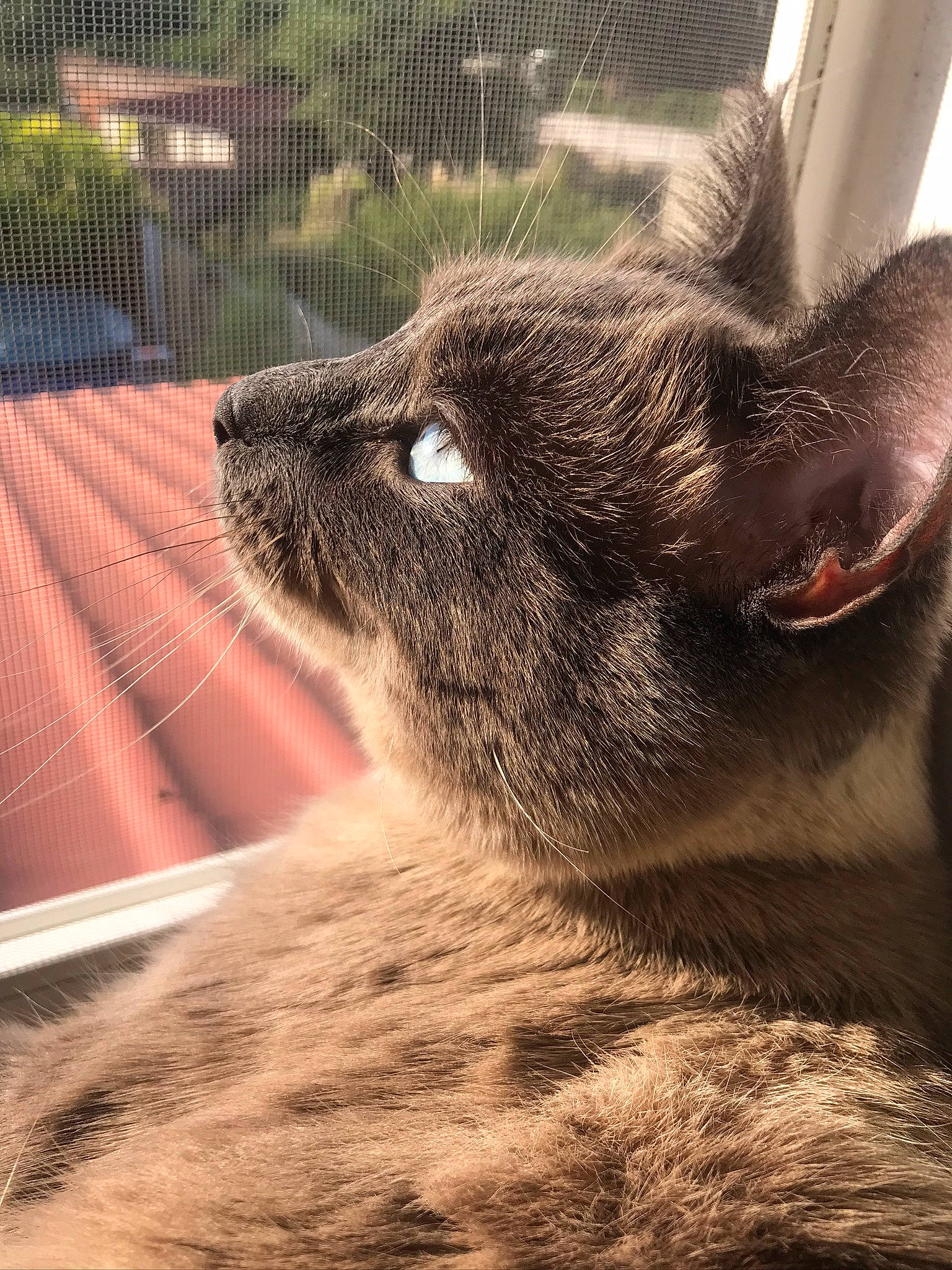 Timo participe au concours pour gagner de l'argent avec cette photo : burmese, carnivore, cat, chartreux, domestic_short_haired_cat, ear, felidae, fur, kitten, korat, mammal, nebelung, nose, russian_blue, small_to_medium_sized_cats, snout, vertebrate, whiskers