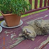 Phoenix is registered to the contest to win money with this photo: animal, backyard, cat, daylight, feline, fluffy, greenery, leaves, nature, outdoor, pet, plant, potted_plant, relaxed, resting, rustic, summer, texture, wood, wooden_deck