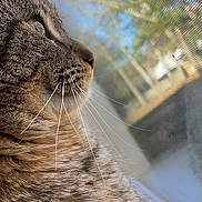 Phoenix joined the competition — help win amazing prizes! animal, cat, close_up, curious, daylight, domestic_cat, feline, fur, glass, looking, mammal, nature, outdoor, pet, side_profile, sky, tabby, trees, whiskers, window