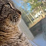 animal, cat, close_up, curious, daylight, domestic_cat, feline, fur, glass, looking, mammal, nature, outdoor, pet, side_profile, sky, tabby, trees, whiskers, window
