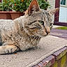 Phoenix joined the competition — help win amazing prizes! animal, cat, daylight, flower_pot, fur, garden, greenery, house, looking, nature, orange_flowers, outdoor, pet, railing, resting, rug, sidewalk, tabby, whiskers, wooden_step