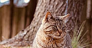 Phoenix joined the competition — help win amazing prizes! animal, blurred_background, calm, cat, closeup, daylight, feline, forest, fur, grass, leaf, mammal, nature, outdoor, pet, sitting, tabby_cat, tree_trunk, whiskers, wildlife