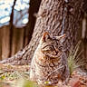 animal, blurred_background, calm, cat, closeup, daylight, feline, forest, fur, grass, leaf, mammal, nature, outdoor, pet, sitting, tabby_cat, tree_trunk, whiskers, wildlife