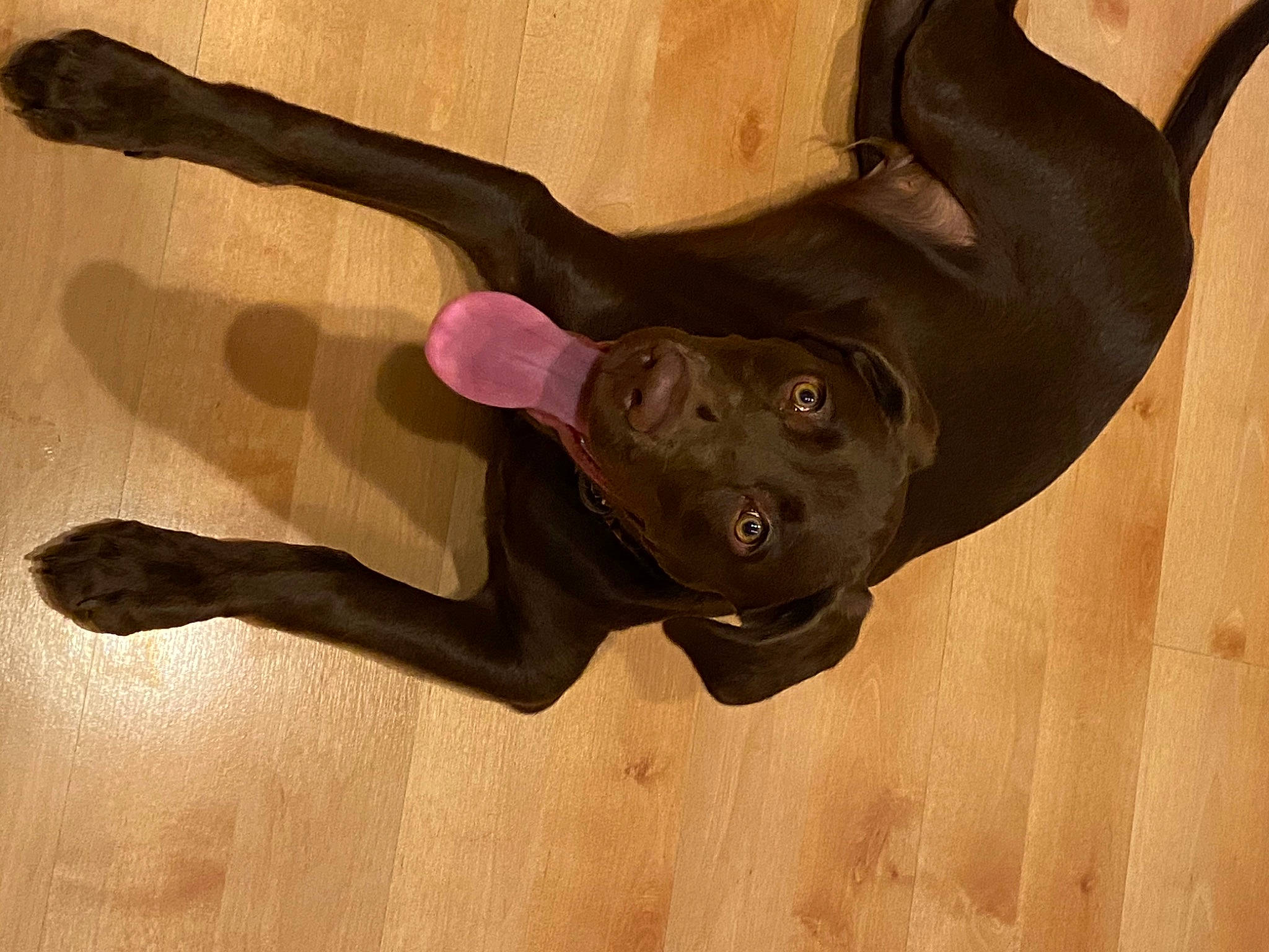 Mateo joined the competition — help win amazing prizes! art, canidae, labrador_retriever, sporting_group