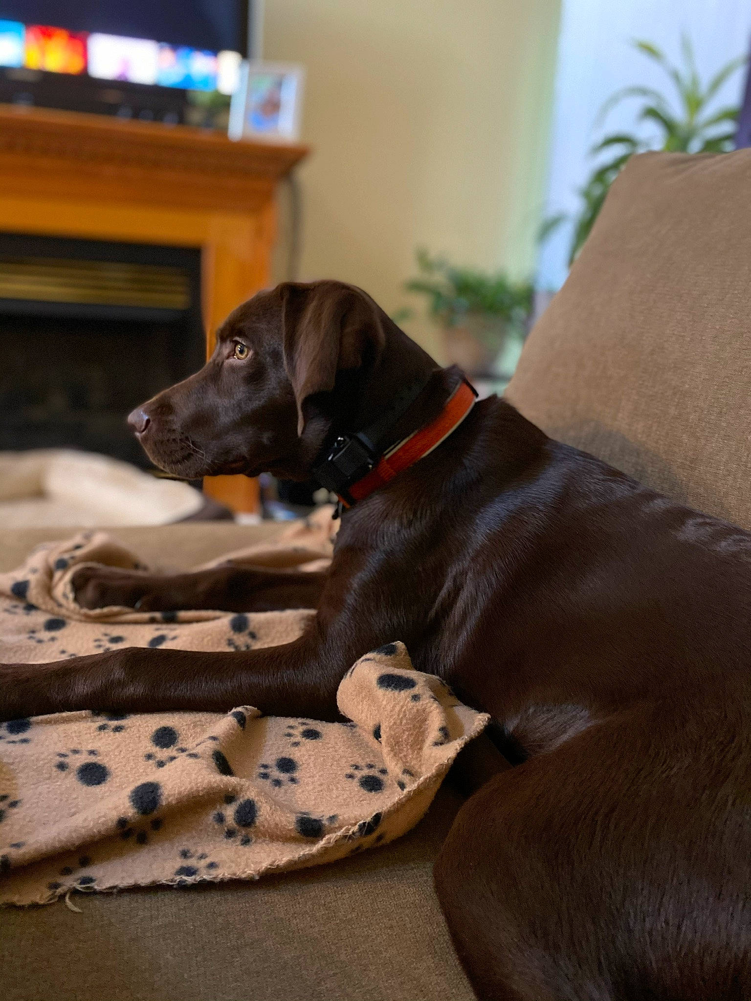 Mateo is registered to the contest to win money with this photo: canidae, carnivore, companion_dog, dog, dog_breed, fawn, german_shorthaired_pointer, great_dane, liver, mammal, plott_hound, pointer, snout, sporting_group, vertebrate, vizsla