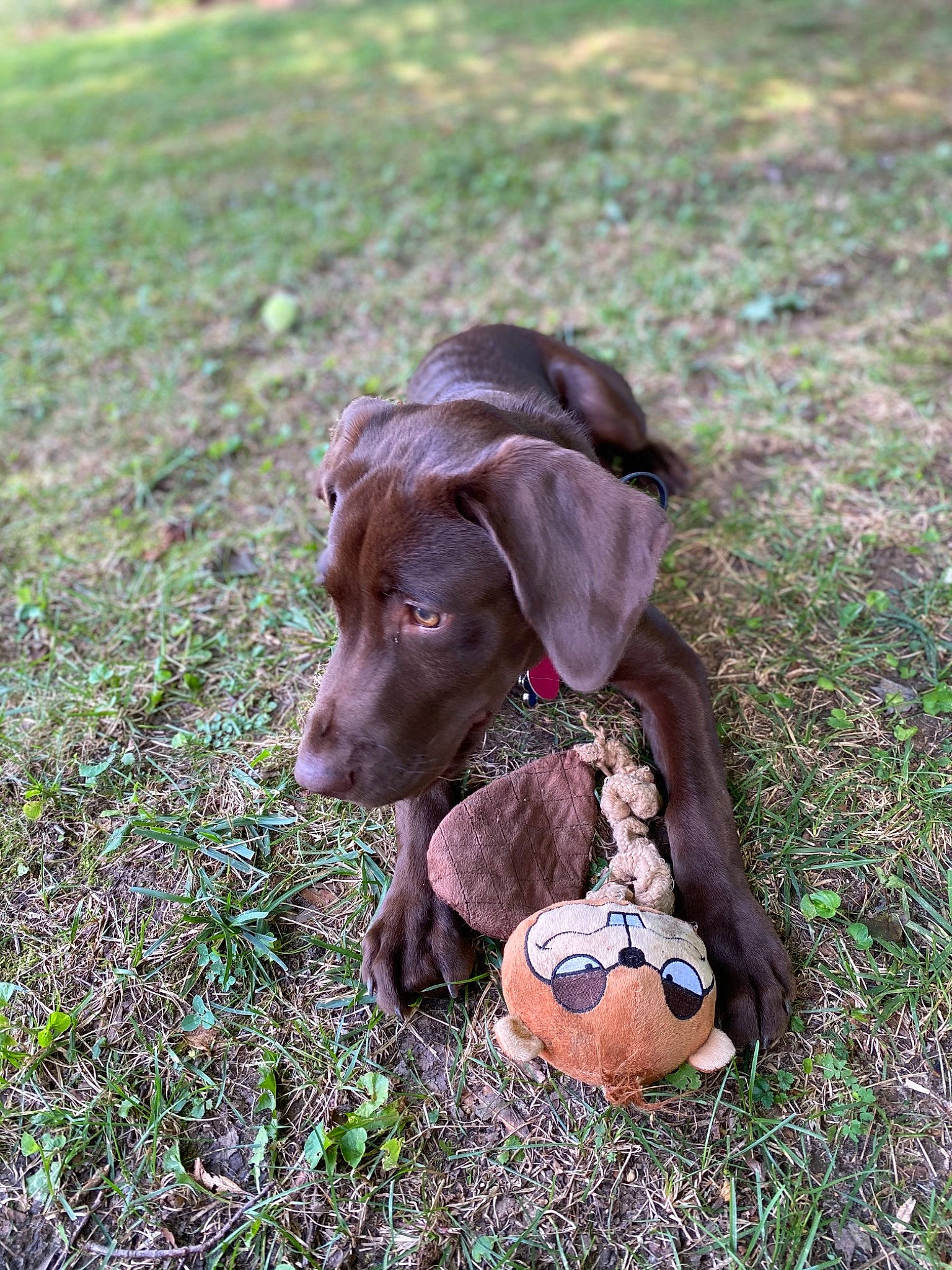 Mateo is registered to the contest to win money with this photo: beagador, canidae, carnivore, dog, dog_breed, fawn, german_longhaired_pointer, german_shorthaired_pointer, grass, hunting_dog, labrador_retriever, liver, mammal, pointer, pointing_breed, puppy, snout, sporting_group, vertebrate