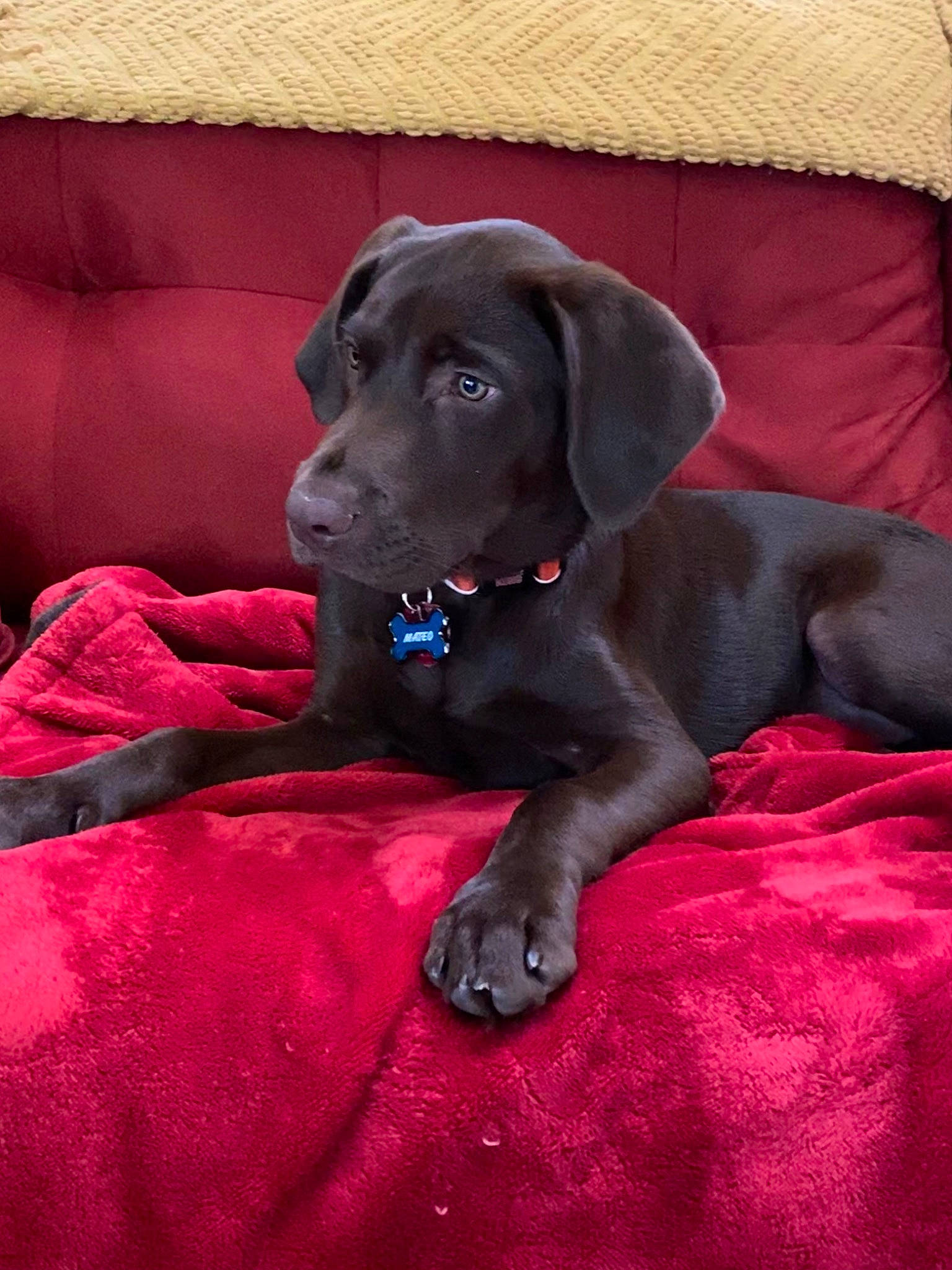 Mateo joined the competition — help win amazing prizes! beagador, borador, cane_corso, canidae, carnivore, companion_dog, dog, dog_breed, fawn, great_dane, guard_dog, labrador_retriever, mammal, pointing_breed, puppy, retriever, snout, sporting_group, vertebrate, weimaraner