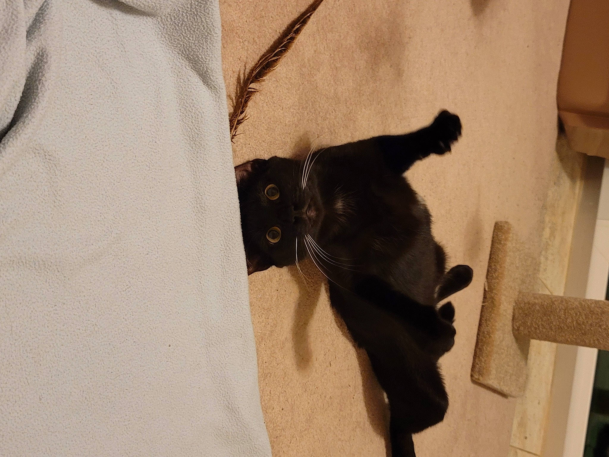 Jiji is registered to the contest to win money with this photo: black_cat, carnivore, cat, collar, comfort, companion_dog, dog_breed, domestic_short_haired_cat, dress_shirt, fawn, felidae, flooring, fur, grey, linens, sleeve, small_to_medium_sized_cats, tail, whiskers, wood