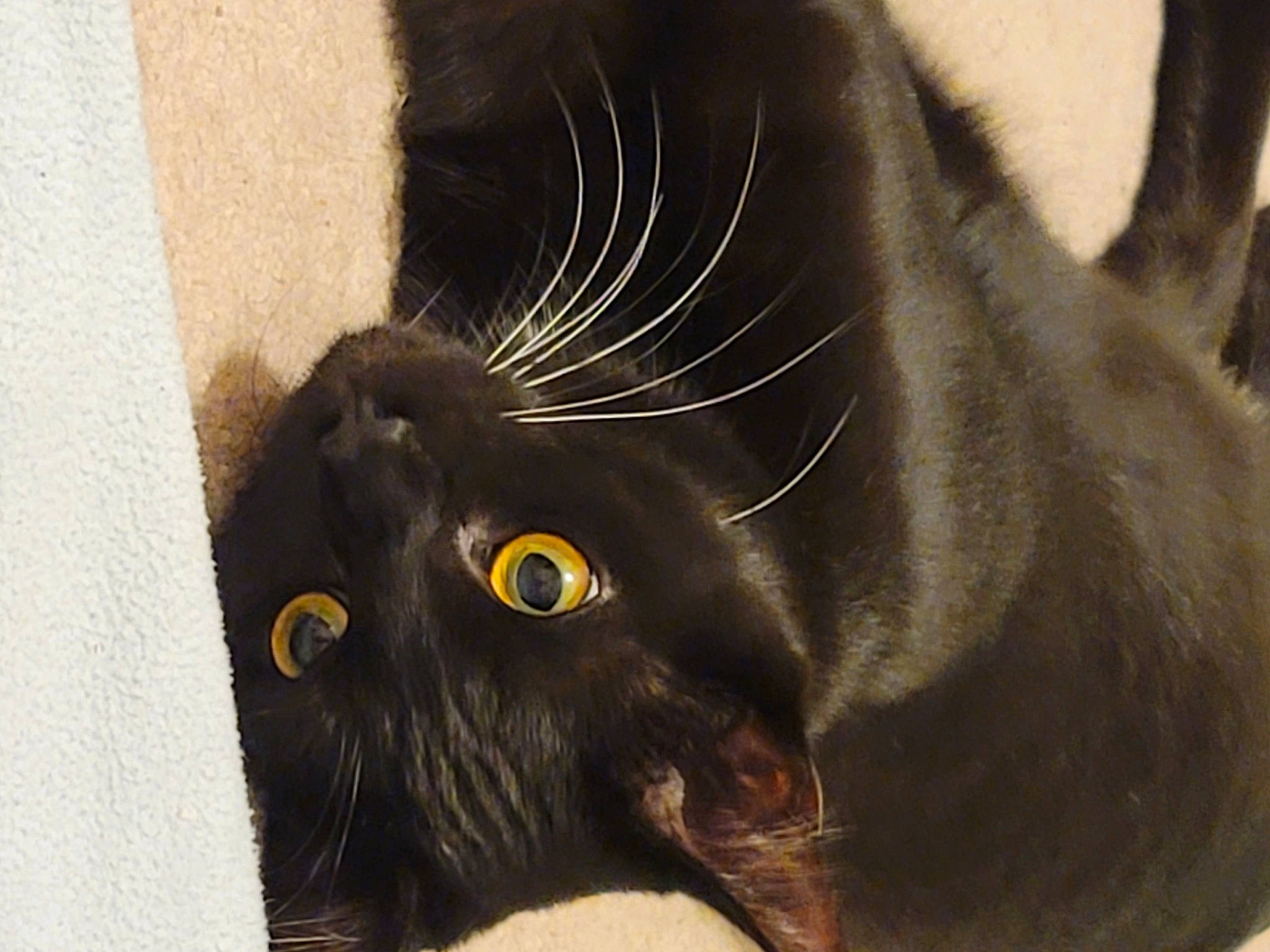 Jiji joined the competition — help win amazing prizes! black_cat, bombay, carnivore, cat, claw, domestic_short_haired_cat, felidae, fur, paw, small_to_medium_sized_cats, snout, tail, terrestrial_animal, whiskers, working_animal