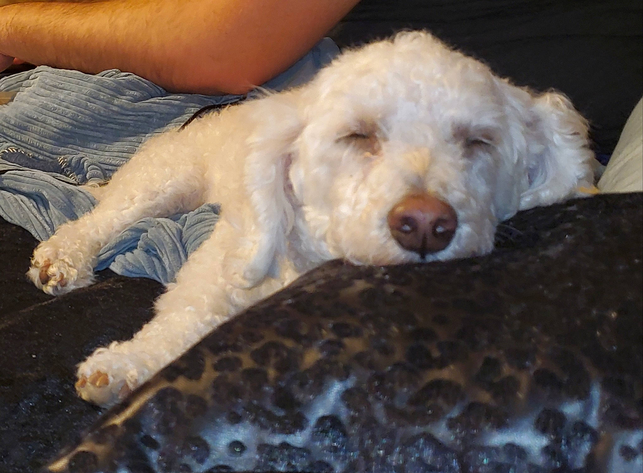 Lucky Charm is registered to the contest to win money with this photo: briquet_griffon_vendeen, canidae, carnivore, cockapoo, companion_dog, dog, dog_breed, goldendoodle, labradoodle, lagotto_romagnolo, mammal, non_sporting_group, poodle, poodle_crossbreed, puppy, rare_breed_dog, schnoodle, sporting_group, standard_poodle, vertebrate