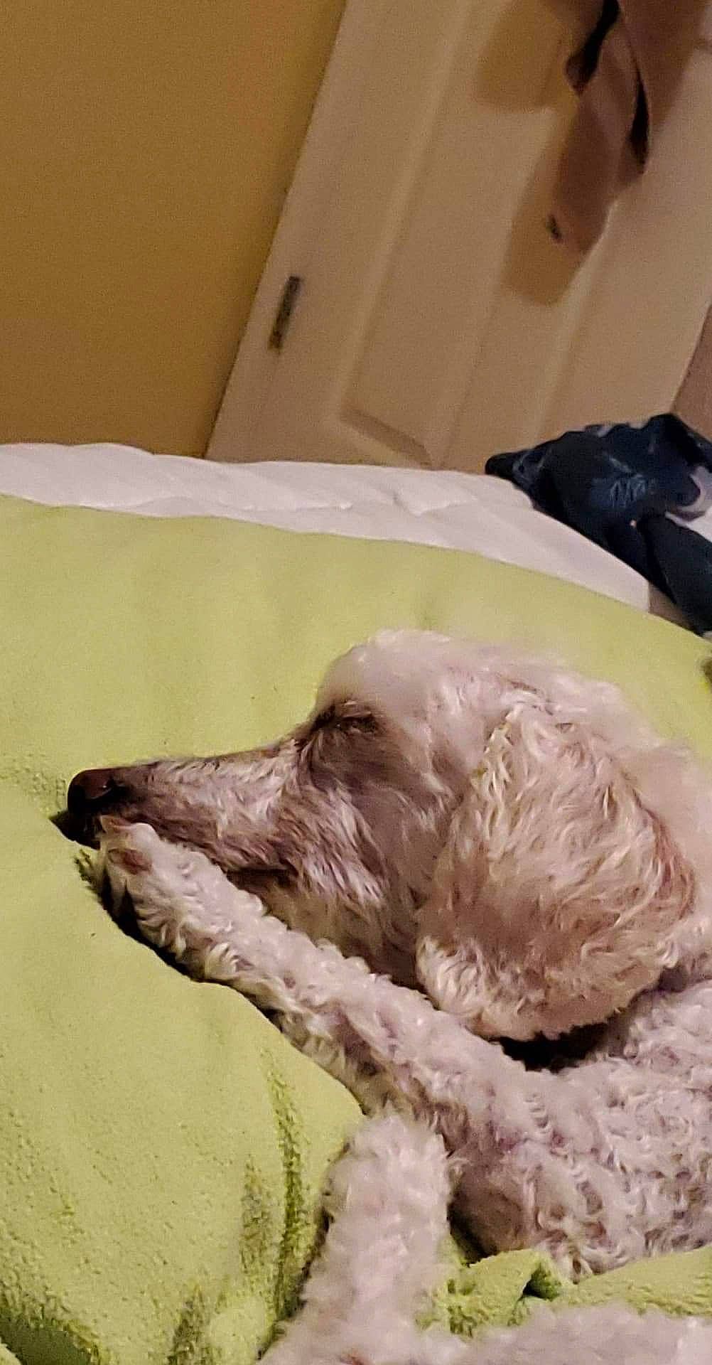 Lucky Charm is registered to the contest to win money with this photo: american_cocker_spaniel, canidae, carnivore, cockapoo, companion_dog, dog, dog_breed, goldendoodle, irish_soft_coated_wheaten_terrier, labradoodle, lagotto_romagnolo, nap, non_sporting_group, poodle_crossbreed, schnoodle, sleep, snout, sporting_group, standard_poodle