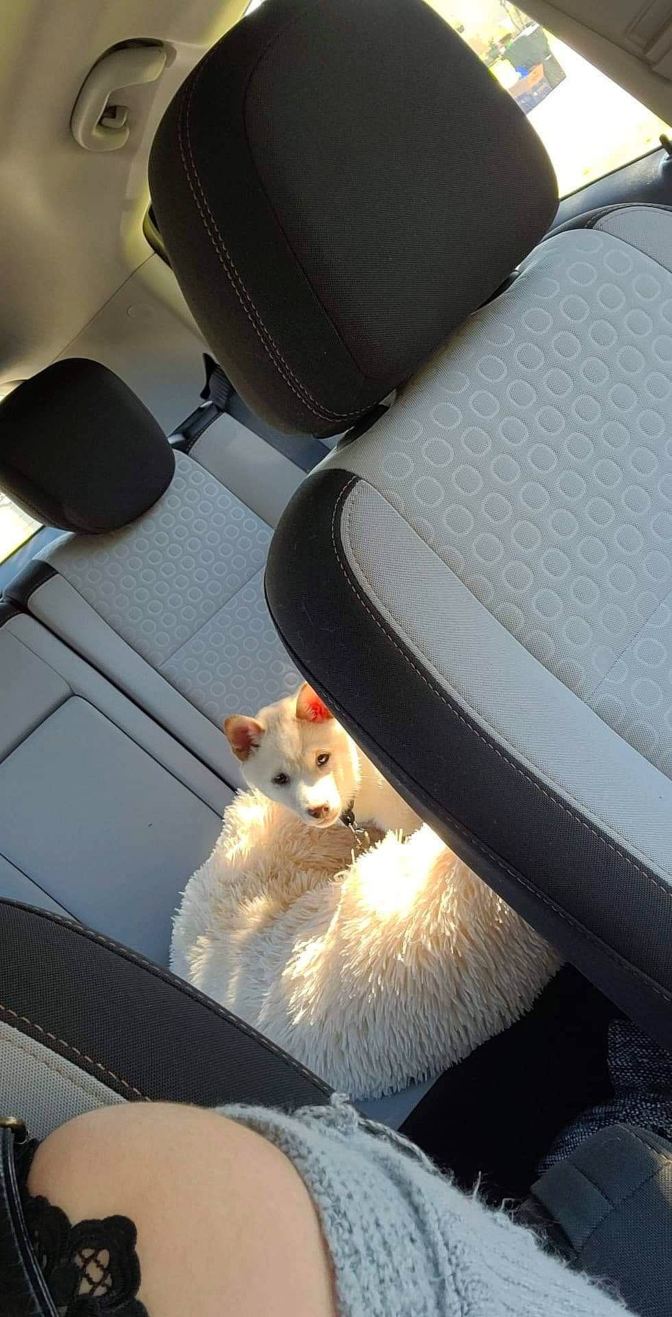 Mochi is registered to the contest to win money with this photo: automotive_design, automotive_exterior, automotive_lighting, automotive_mirror, automotive_tire, car, car_seat, car_seat_cover, carnivore, cat, comfort, fawn, felidae, head_restraint, light, motor_vehicle, personal_luxury_car, vehicle, vehicle_door, window