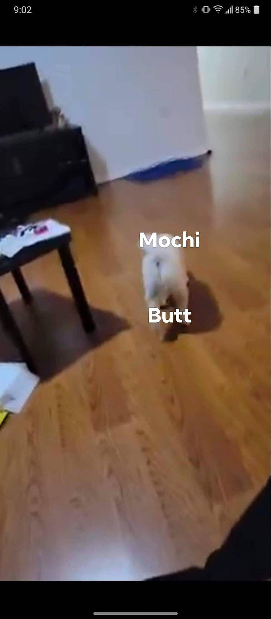 Mochi joined the competition — help win amazing prizes! chair, comfort, desk, floor, flooring, font, hardwood, laminate_flooring, material_property, pattern, plank, plywood, rectangle, room, soil, table, varnish, wood, wood_flooring, wood_stain