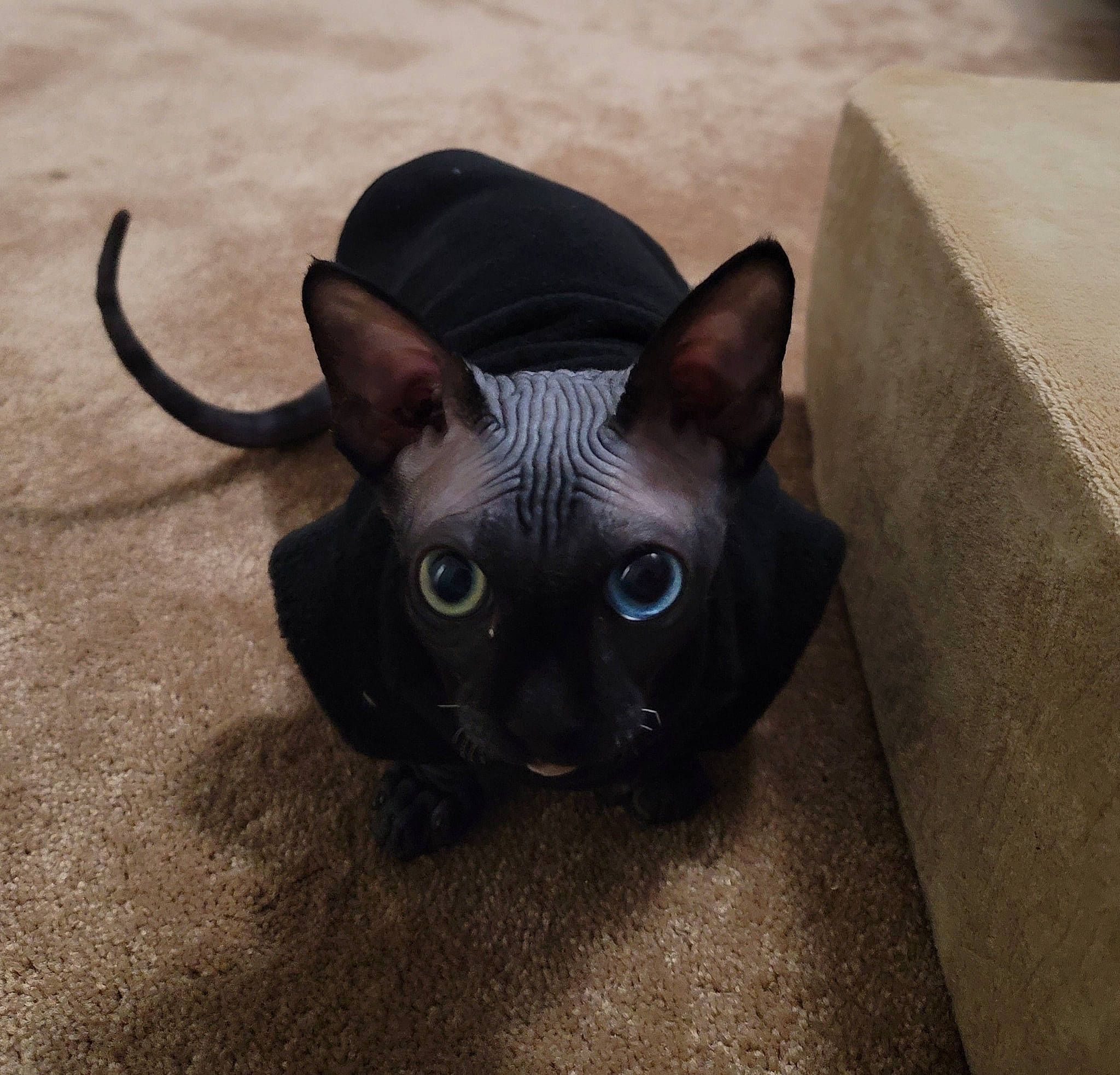 Edgar is registered to the contest to win money with this photo: carnivore, cat, domestic_short_haired_cat, ear, fawn, felidae, fur, grey, head, iris, small_to_medium_sized_cats, snout, tail, terrestrial_animal, whiskers