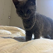 Stormy is registered to the contest to win money with this photo: cat, kitten, gray_fur, animal, pet, standing, bed, blanket, bedroom, indoors, chain, collar, fluffy, ears, whiskers, eyes, portrait, soft_light, home, cute
