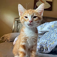 Ginger is registered to the contest to win money with this photo: kitten, orange_cat, white_fur, bed, comforter, patterned_bedding, indoor, pet, feline, young_cat, curious, sleepy, painting, girl_painting, wall_art, cozy, fur, whiskers, ears, closeup